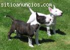 REGALO BULL TERRIER MINIATURA