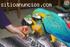 Guacamayo. Loros grises africanos para usted.