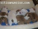 Encantadora Bulldog Inglés cachorros gratis
