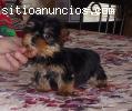Yorkie Terrier cachorros en adopción a la fam