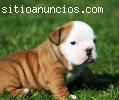Regalo cachorros de bulldog ingles con pedigr