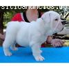 CACHORRO BULLDOG INGLES MACHO