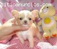 HERMOSOS CACHORROS CHIHUAHUA PARA L