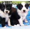 Regalo border collie cachorro para