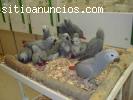 loros y huevos fértiles