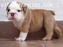 x-masa cachorros bulldog para su ap