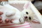 Bebé dado el biberón Fennec engaña