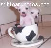 Regalo  blanco de la chihuahua cach