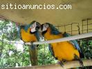Loros guacamayo azul y oro loros