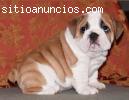 Hermoso Inglés Bulldog Cachorros