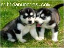 Husky Siberiano Cachorros