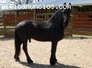 Hermoso caballo frisón para su apro