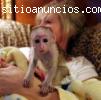Navidad bebé monos capuchinos para