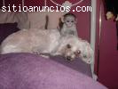 Bebe Monos Capuchinos Para  Navid