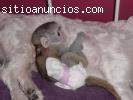 Bebe Monos Capuchinos Para  Navid