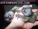 DOS MONOS TITI PARA LA VENTA