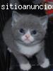 ¡Adopta un gatito!