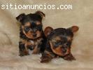 Cachorros Yorkshire terrier para la