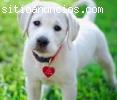 Encantadora cachorros de Labrador