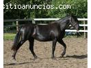 Excelente caballo frisón para su ap
