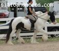 Caballo gitano Vanner buscando casa