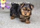 REGALO CACHORROS YORKSHIRE TERRIER