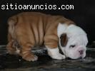 Bulldog Ingles cachorritos 100e