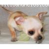 chihuahua cachorros para su aprobac