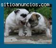 €100 cachorros bulldog Inglés