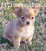 Regalo Chihuahua cachorros para su
