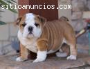 CACHORROS DE BULLDOG INGLES CON GAR