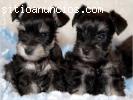 Teacup-Schnauzer-Cachorros para la