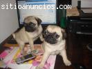 de origen planteadas cachorros freg