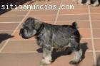 Cachorro de schnauzer miniatura