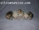 F2 Savannah gatito para adopci