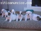 Lindo Bulldog Inglés cachorros
