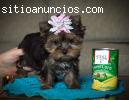 Yorkshire cachorros para su aproba