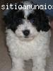 cachorro caniche toy disponible
