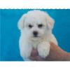 amor Bichon Frise