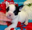 Bulldog francese cuccioli per l'ado