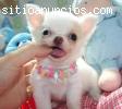 chihuahua cachorros para su hermosa