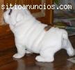 Buena Bulldog Inglés cachorros