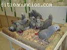 Bebé  Congo loros grises africanos