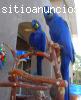 7  loros (Guacamayos Jacinto Loros: