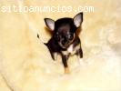 12 semanas de edad cachorros dispon