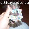 Regalo dos monos titi macho y hembr