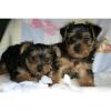 Yorkshire terrier Ccachorros