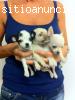 CHIHUAHUA CACHORROS PARA SU APROBAC