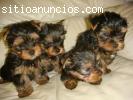 Yorkshire cachorros para nuevo hoga