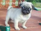 Guapo Calino cachorros para un buen